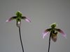 Paphiopedilum bullenianum var celebensis.